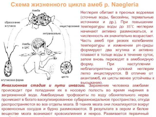 Неглерия обитает в пресных водоемах (сточные воды, бассейны, термальные источники