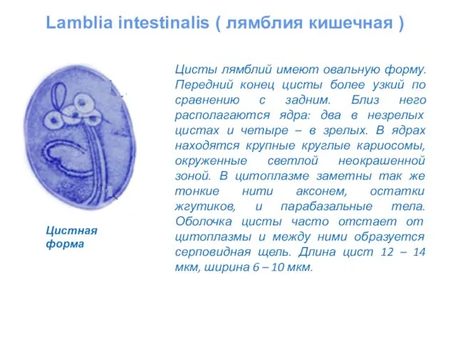 Lamblia intestinalis ( лямблия кишечная ) Цисты лямблий имеют овальную