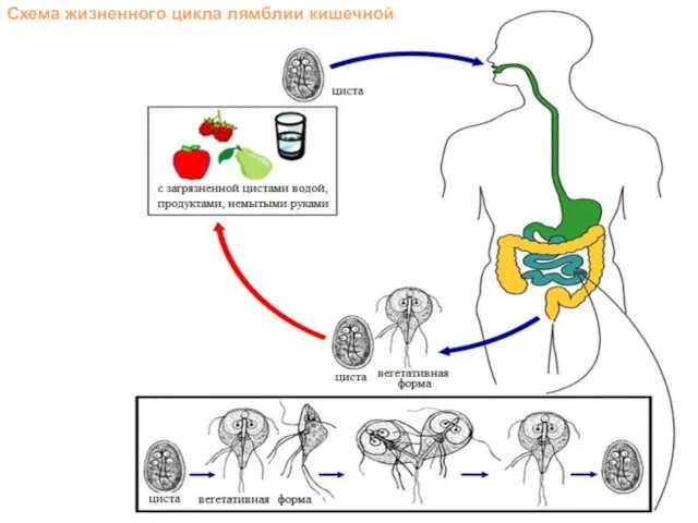 Схема жизненного цикла лямблии кишечной