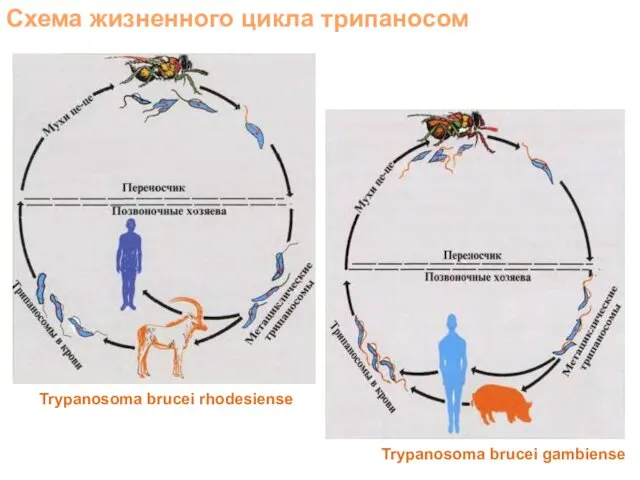 Схема жизненного цикла трипаносом Trypanosoma brucei gambiense Trypanosoma brucei rhodesiense