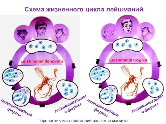 Leishmania donovani Leishmania tropika лейшманиальные формы лейшманиальные формы лептомонадные формы