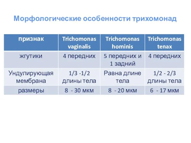 Морфологические особенности трихомонад