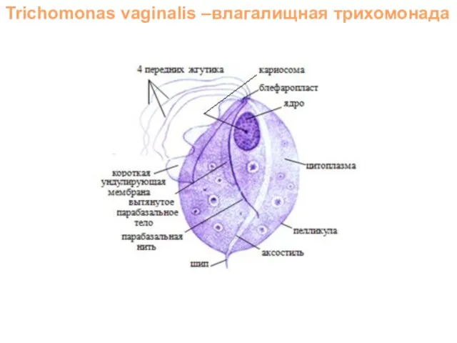 Trichomonas vaginalis –влагалищная трихомонада