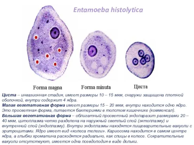 Entamoeba histolytica Циста – инвазионная стадия, имеет размеры 10 –