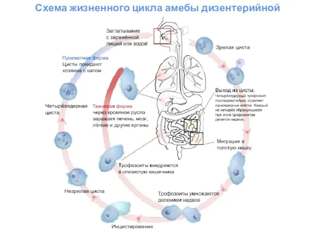 Схема жизненного цикла амебы дизентерийной