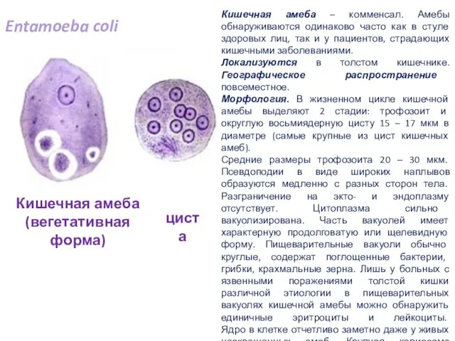 Entamoeba coli циста Кишечная амеба (вегетативная форма) Кишечная амеба –