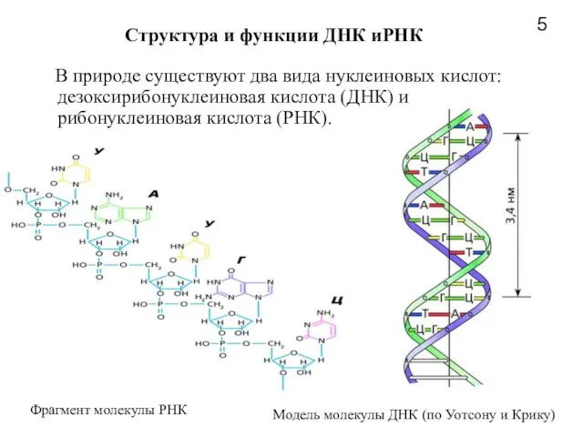 Структура и функции ДНК иРНК В природе существуют два вида