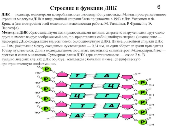 Строение и функции ДНК 6 ДНК — полимер, мономерами которой