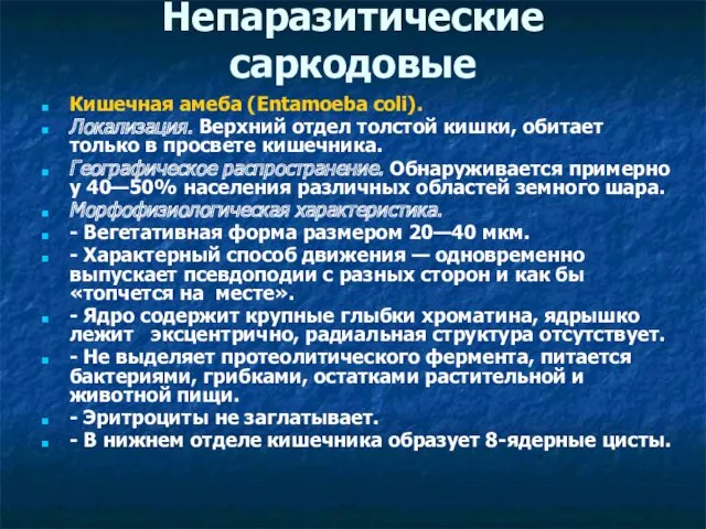 Непаразитические саркодовые Кишечная амеба (Entamoeba coli). Локализация. Верхний отдел толстой