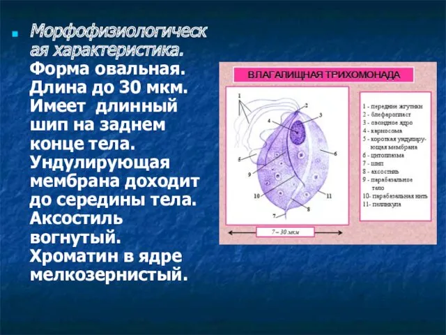 Морфофизиологическая характеристика. Форма овальная. Длина до 30 мкм. Имеет длинный