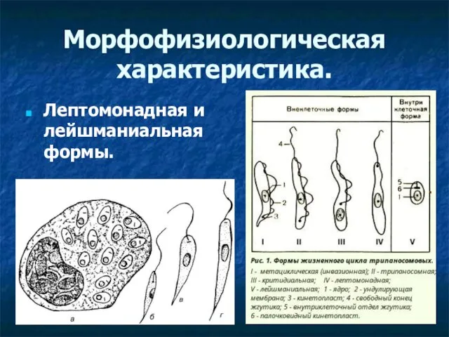 Морфофизиологическая характеристика. Лептомонадная и лейшманиальная формы.