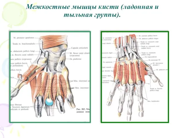 Межкостные мышцы кисти (ладонная и тыльная группы).