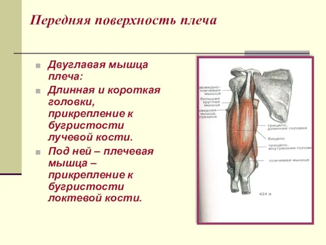 Передняя поверхность плеча Двуглавая мышца плеча: Длинная и короткая головки,
