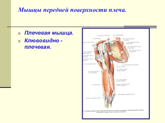 Мышцы передней поверхности плеча. Плечевая мышца. Клювовидно - плечевая.