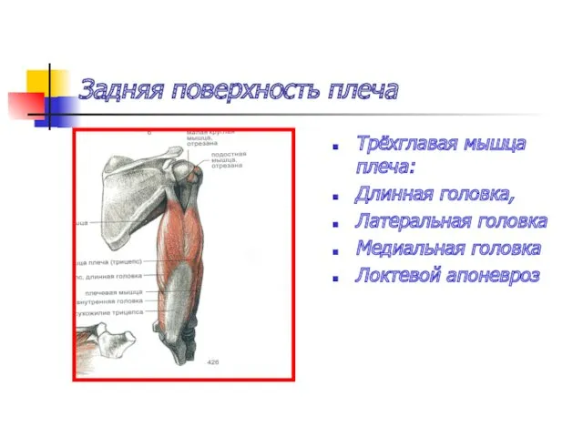 Задняя поверхность плеча Трёхглавая мышца плеча: Длинная головка, Латеральная головка Медиальная головка Локтевой апоневроз