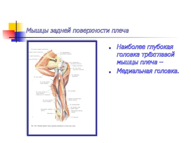 Мышцы задней поверхности плеча Наиболее глубокая головка трёхглавой мышцы плеча – Медиальная головка.
