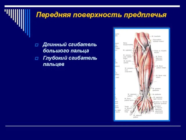 Передняя поверхность предплечья Длинный сгибатель большого пальца Глубокий сгибатель пальцев