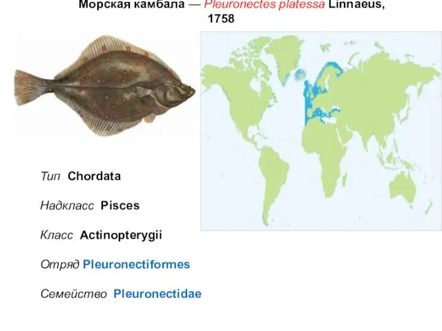 Морская камбала — Pleuronectes platessa Linnaeus, 1758 Тип Chordata Надкласс
