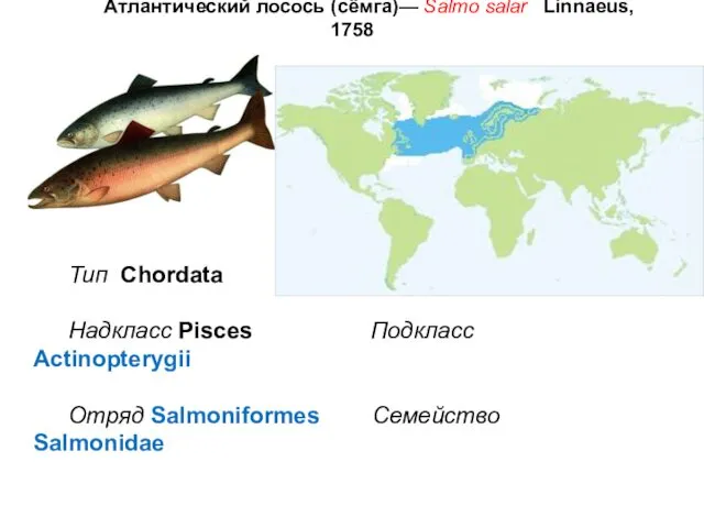 Атлантический лосось (сёмга)— Salmo salar Linnaeus, 1758 Тип Chordata Надкласс