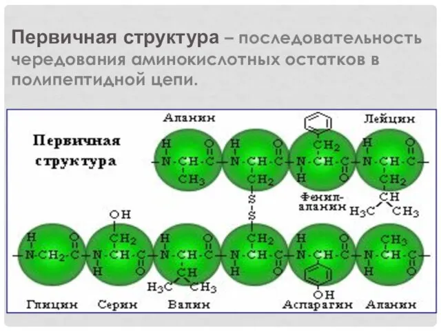 Первичная структура – последовательность чередования аминокислотных остатков в полипептидной цепи.
