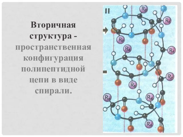 Вторичная структура -пространственная конфигурация полипептидной цепи в виде спирали.