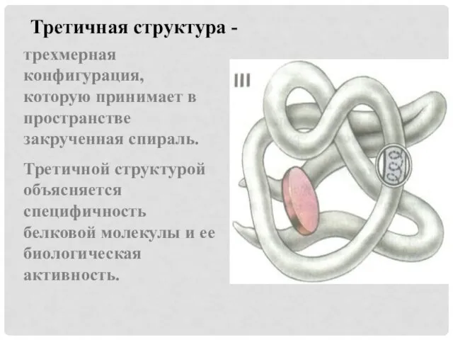 Третичная структура - трехмерная конфигурация, которую принимает в пространстве закрученная