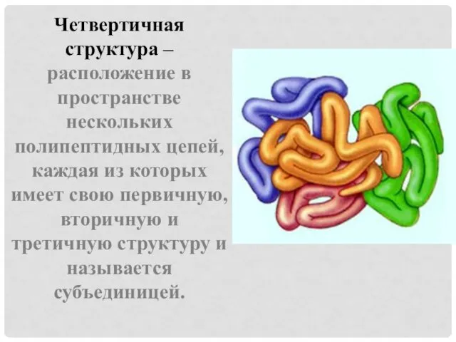 Четвертичная структура – расположение в пространстве нескольких полипептидных цепей, каждая