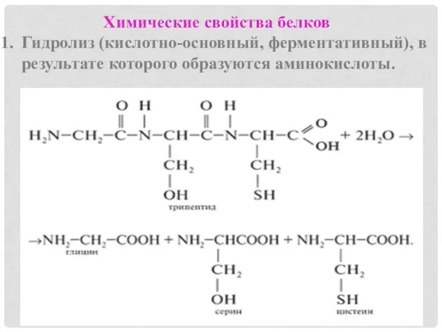 Химические свойства белков Гидролиз (кислотно-основный, ферментативный), в результате которого образуются аминокислоты.