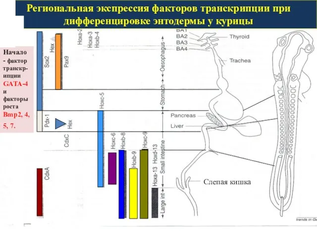 Региональная экспрессия факторов транскрипции при дифференцировке энтодермы у курицы Начало