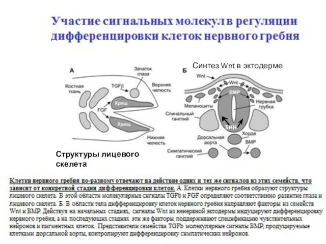 Структуры лицевого скелета Синтез Wnt в эктодерме SHH