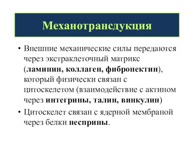 Механотрансдукция Внешние механические силы передаются через экстраклеточный матрикс (ламинин, коллаген,