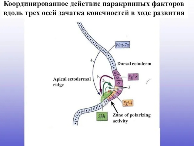 Zone of polarizing activity Dorsal ectoderm Apical ectodermal ridge Координированное