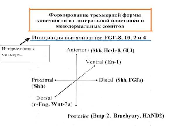 (Bmp-2, Brachyury, HAND2) Интермедиатная мезодерма (Shh, Hoxb-8, Gli3) (Shh, FGFs)