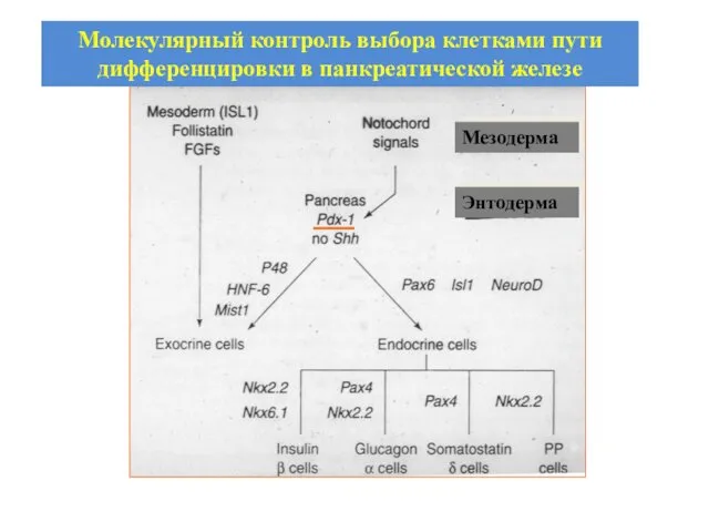 Молекулярный контроль выбора клетками пути дифференцировки в панкреатической железе Мезодерма Энтодерма