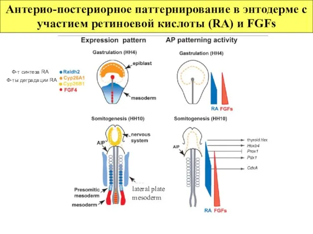 Антерио-постериорное паттернирование в энтодерме с участием ретиноевой кислоты (RA) и