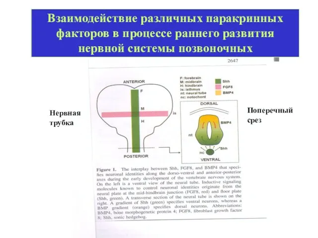 Взаимодействие различных паракринных факторов в процессе раннего развития нервной системы позвоночных Поперечный срез Нервная трубка