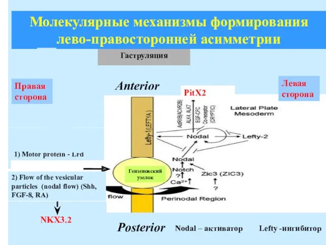 Молекулярные механизмы формирования лево-правосторонней асимметрии Anterior Posterior Right 1) Motor