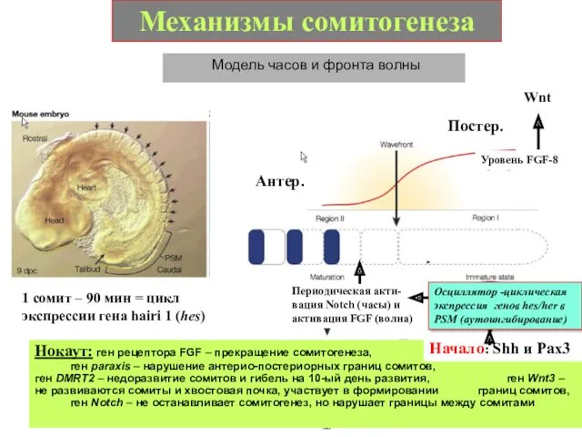 Механизмы сомитогенеза Модель часов и фронта волны Уровень FGF-8 Нокаут: