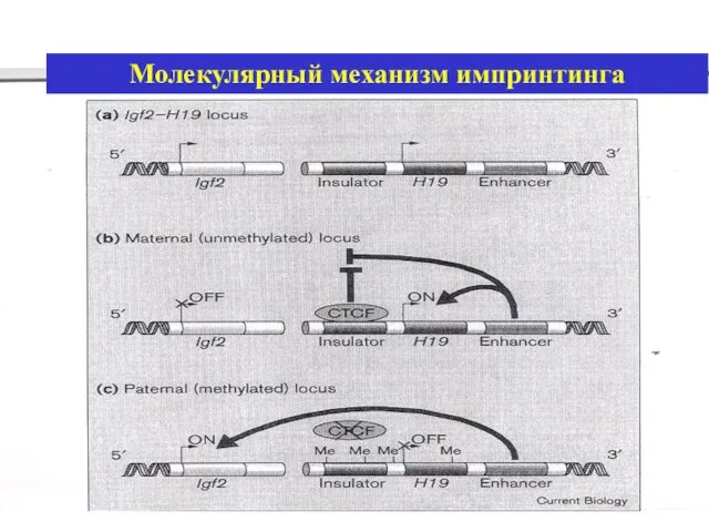 Молекулярный механизм импринтинга