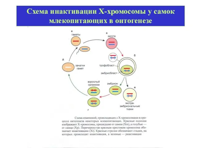 Схема инактивации Х-хромосомы у самок млекопитающих в онтогенезе