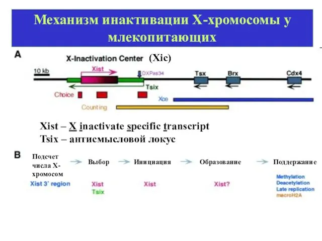 Механизм инактивации Х-хромосомы у млекопитающих (Xic) Xist – X inactivate