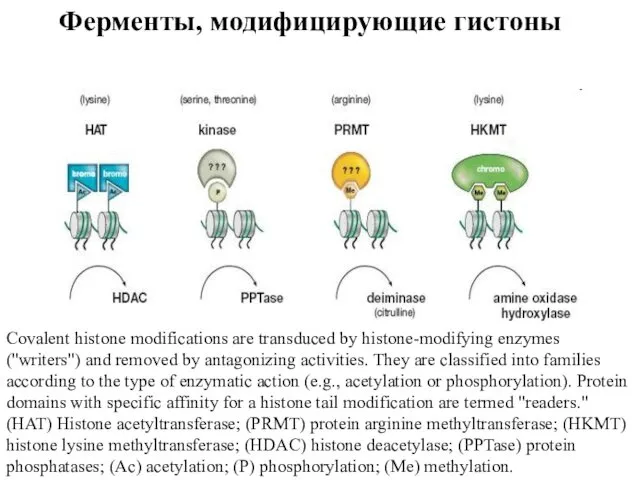 Covalent histone modifications are transduced by histone-modifying enzymes (''writers") and