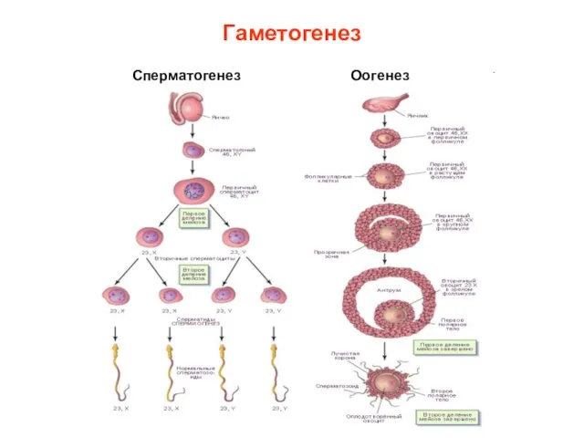 Гаметогенез Сперматогенез Оогенез