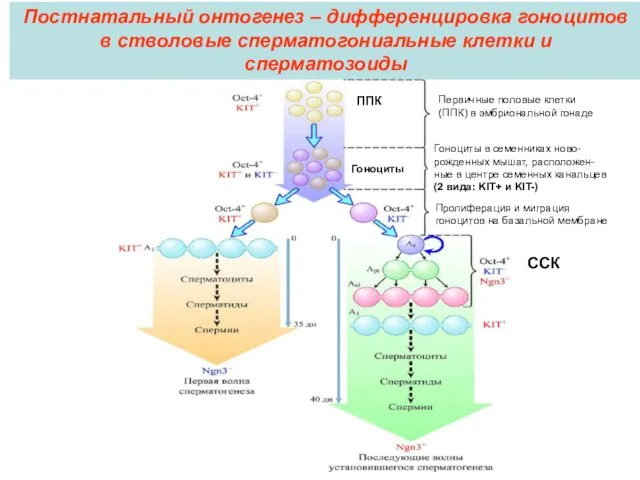 Постнатальный онтогенез – дифференцировка гоноцитов в стволовые сперматогониальные клетки и