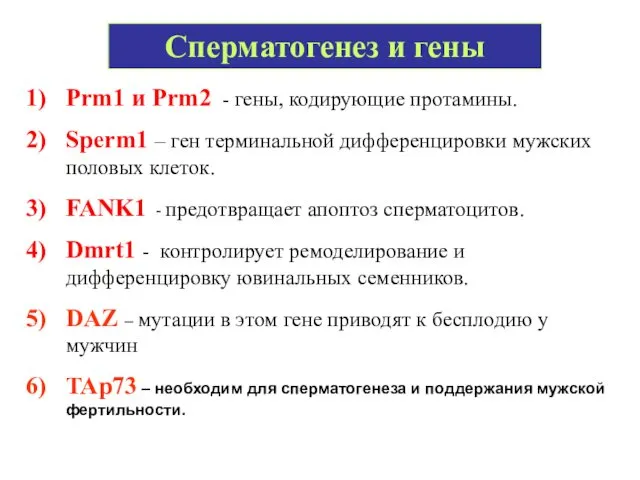 Сперматогенез и гены Prm1 и Prm2 - гены, кодирующие протамины.