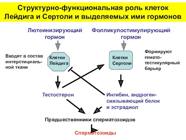 Структурно-функциональная роль клеток Лейдига и Сертоли и выделяемых ими гормонов