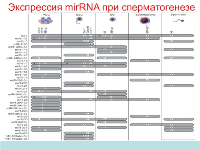 Экспрессия mirRNA при сперматогенезе