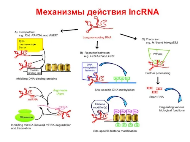 Механизмы действия lncRNA ДНК- связывающие белки РНКаза