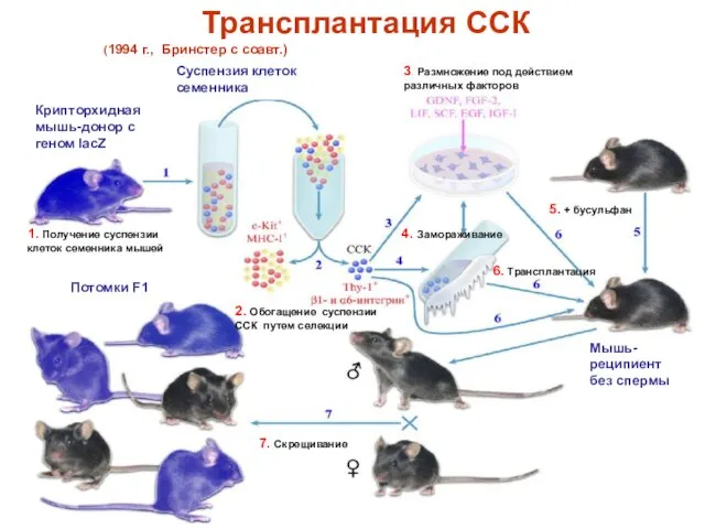 Трансплантация ССК (1994 г., Бринстер с соавт.) Мышь-реципиент без спермы