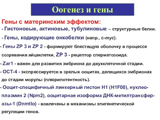 Оогенез и гены Гены с материнским эффектом: - Гистоновые, актиновые,